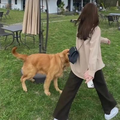 离狼之歌